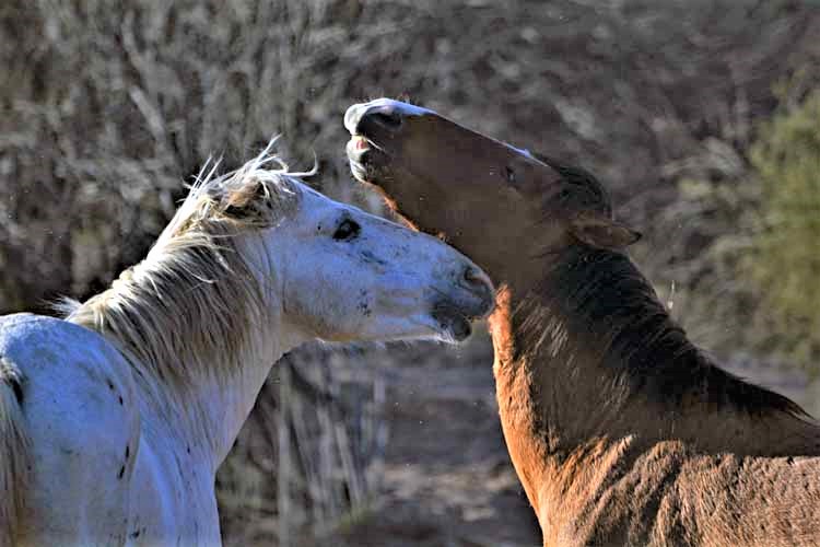 mustangs